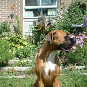 Cinnamon in the garden