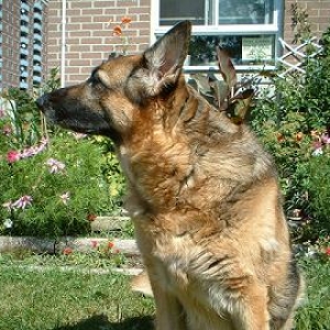 Brandy in the garden