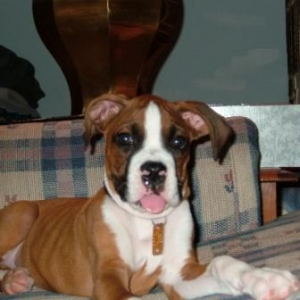 Always sitting with his tongue out!