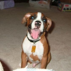 Happy puppy