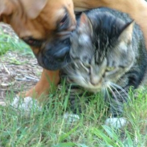I love my kitty