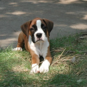 Murphy laying pretty