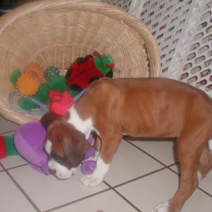 So Many Toys