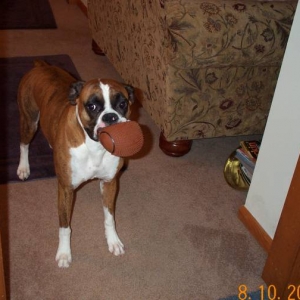 Atlas with his new squeegy toy!