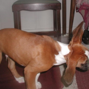 Flying my airplane with my floppy ears!