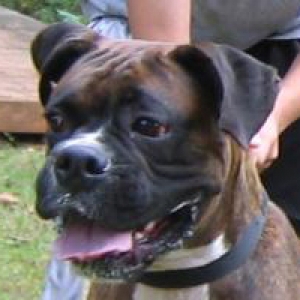 Duke at last years boxer bash in GA