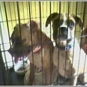 Jailbirds