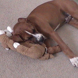 Wrigley's Puppy