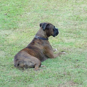 Duke laying in the grass