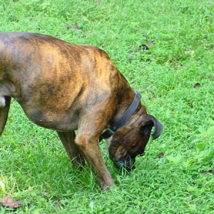 Duke sniffing the grass!