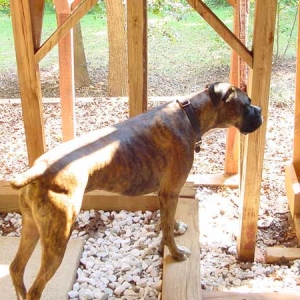 Duke under the deck!