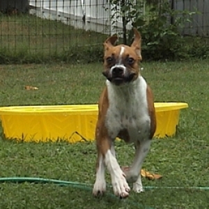 Happy pup