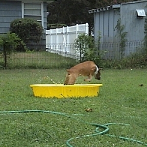 Drive by swimming