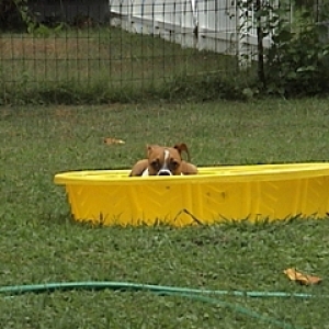 Lounging in the pool