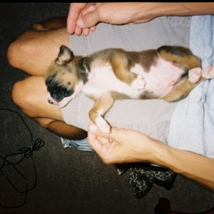 Puppy out cold