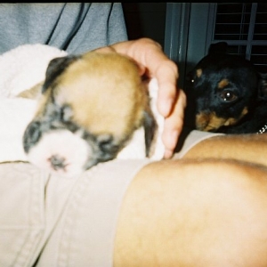 Merlin the Min-Pin checking out his baby brother