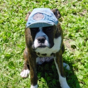Harley Dog