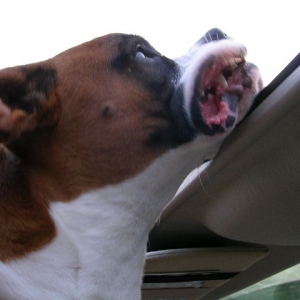 I love the wind blowing through my jowels!