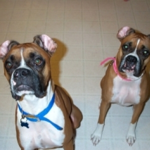 ears folded back