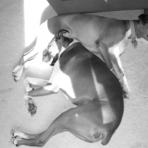 nap in the sun