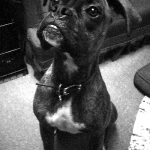 puppy03bw_web