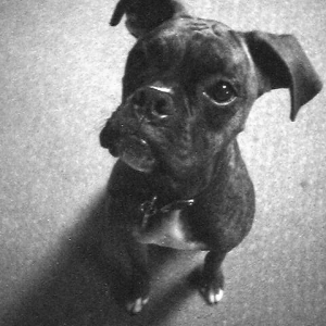 puppy01bw_web