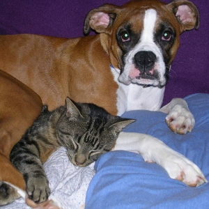 Napping buddies