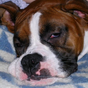 Too much food