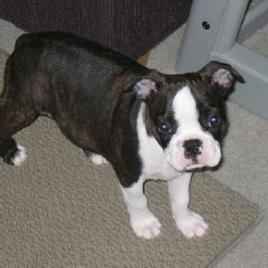 Here's Hemi!