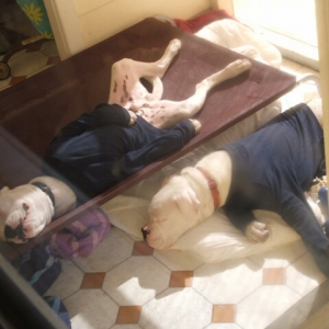 Passed out (before a walk)