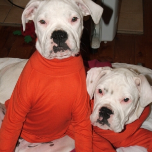 Chester and Logan in new tops
