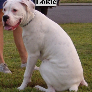 Lokie
