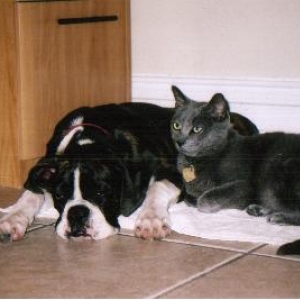 kylie  4nonths lounging with Shadow