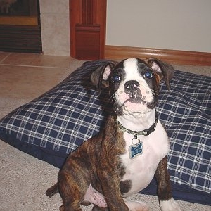 Marley