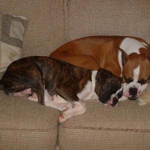 Snuggle puppies