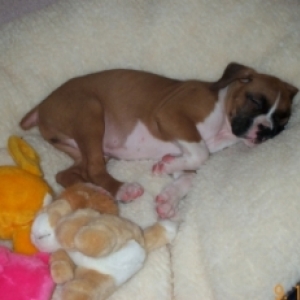 Max     First day at his new home