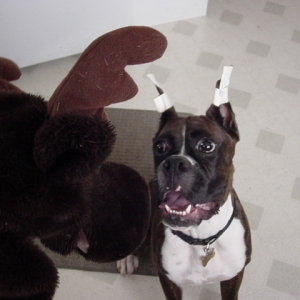 Pimp and mr moosey