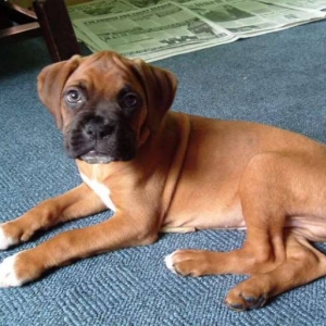 A new puppy