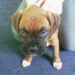 Leon looking towards camera