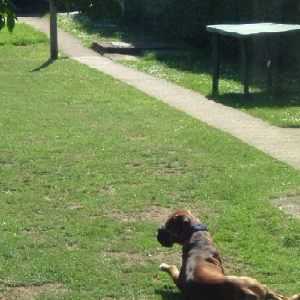 In the garden