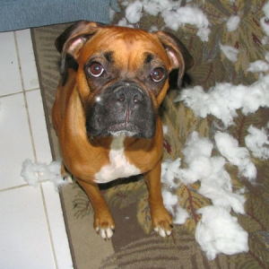 Sunny ate the boppie