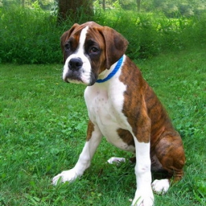 Baxter