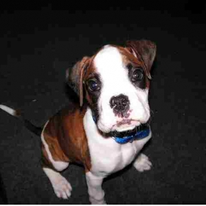 Bella The Puppy