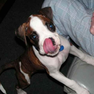 Bella The Puppy