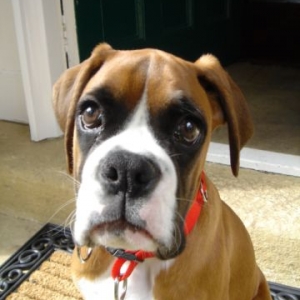 Ready for Walkies