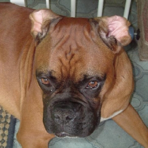Floppy Ears