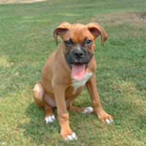 13 weeks