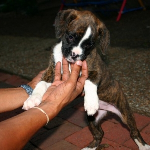Ferocious