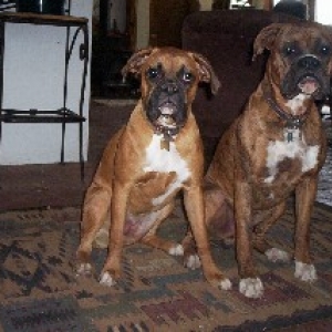 Angel and the Bruiser