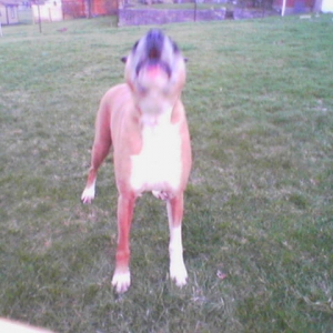 Bark Mouth Chance